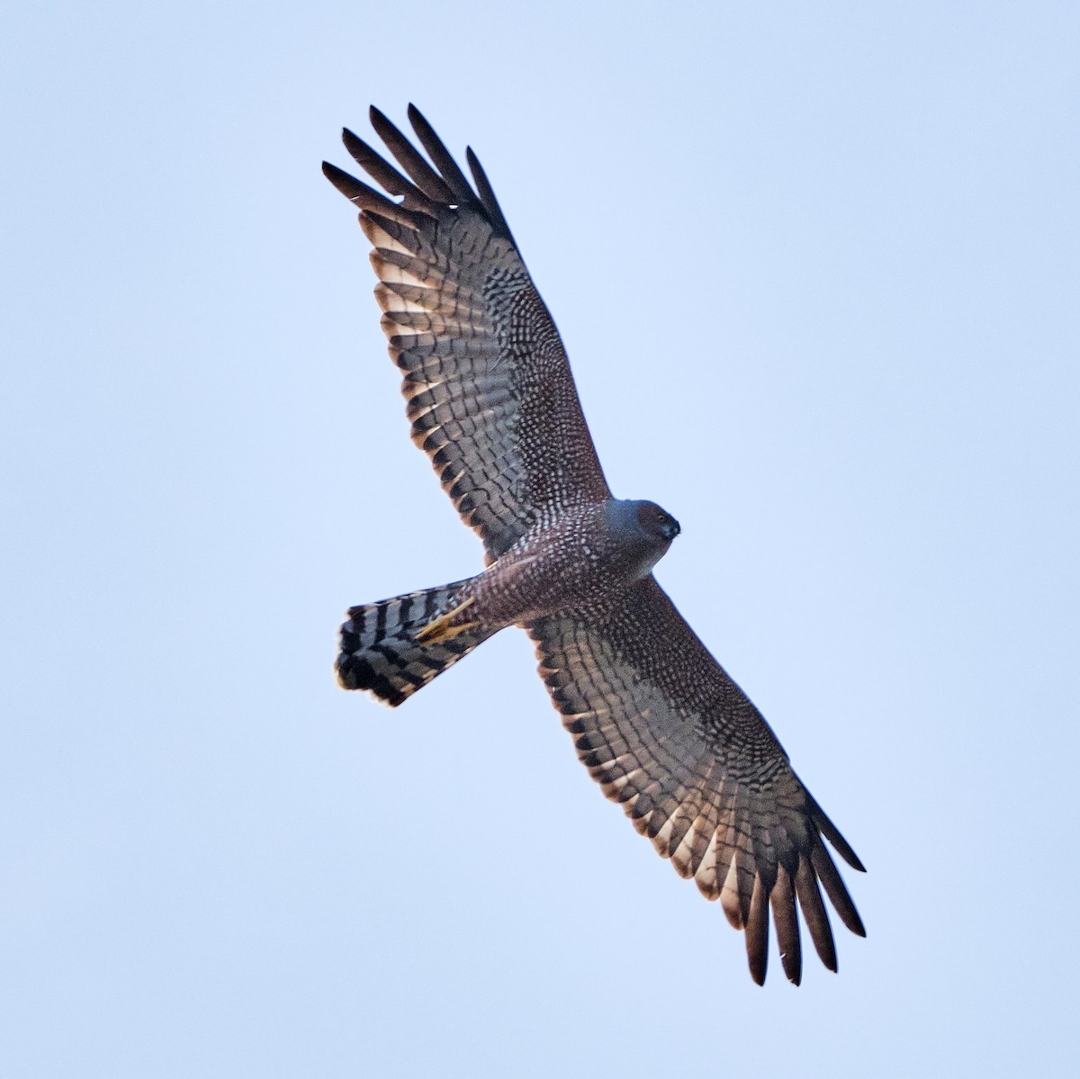 Spotted Harrier - ML619481723