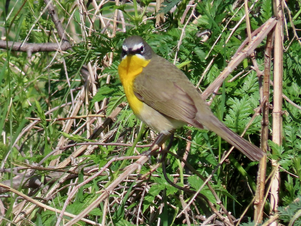 Yellow-breasted Chat - ML619481784