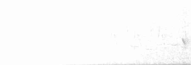 Шишкар ялиновий - ML619481840