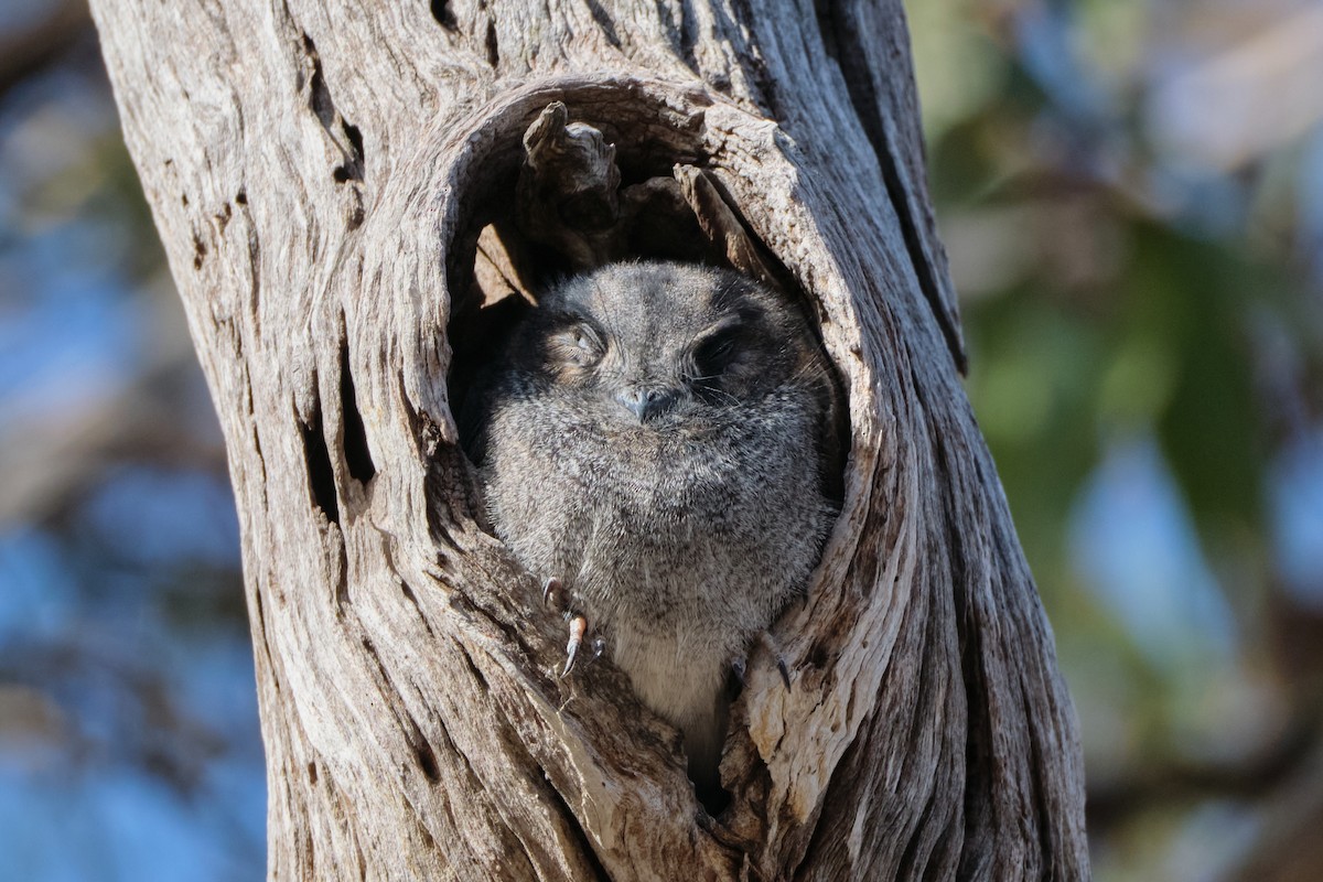 Australian Owlet-nightjar - ML619481843