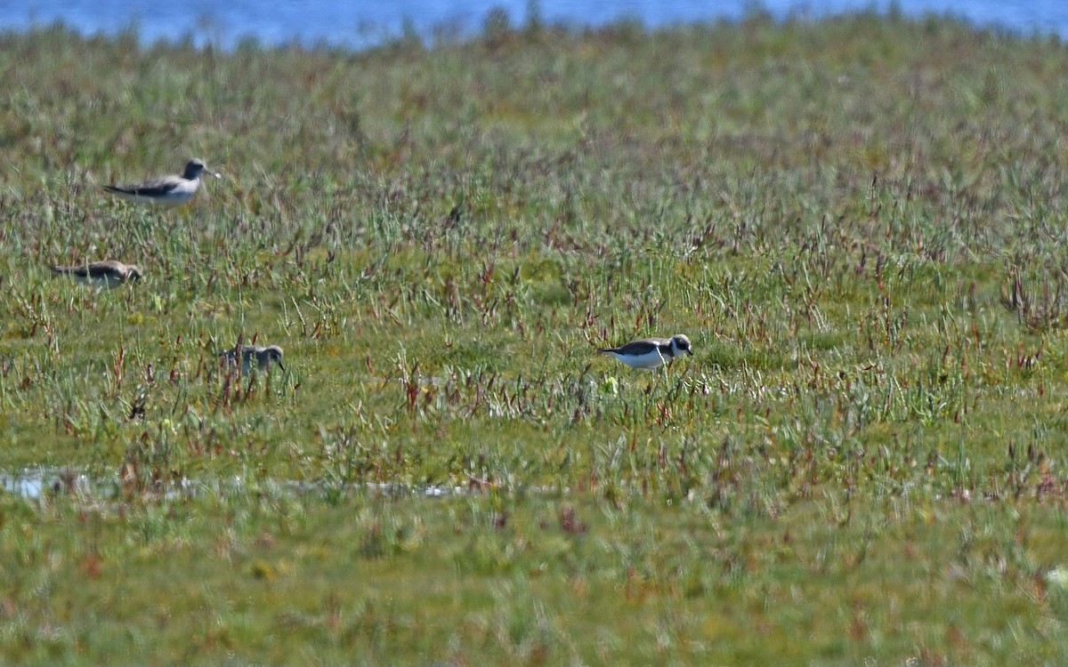 Semipalmated Plover - ML619481850
