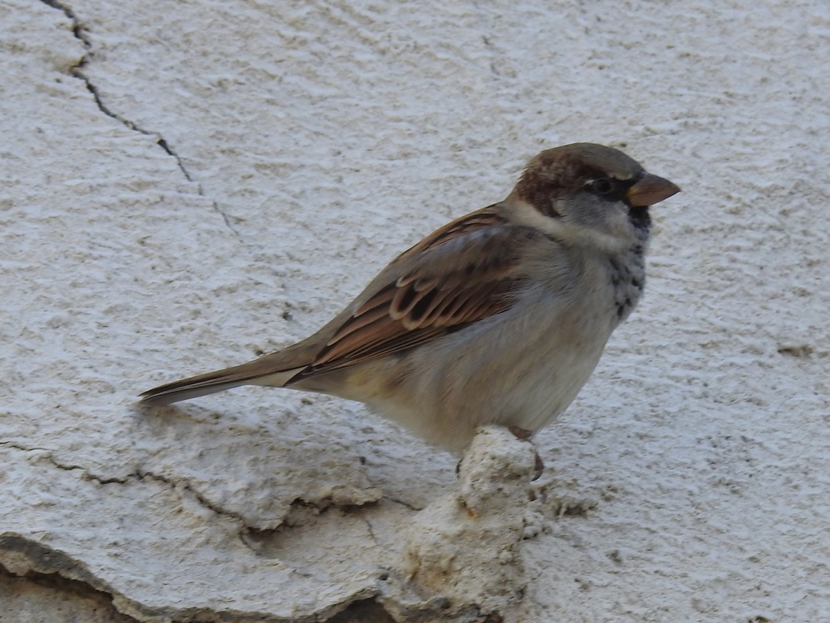 House Sparrow - ML619481887