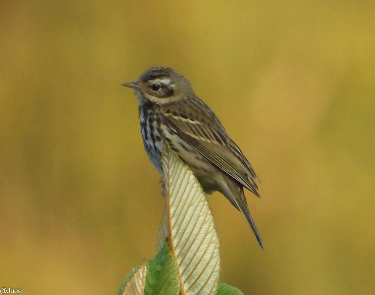Olive-backed Pipit - ML619481928