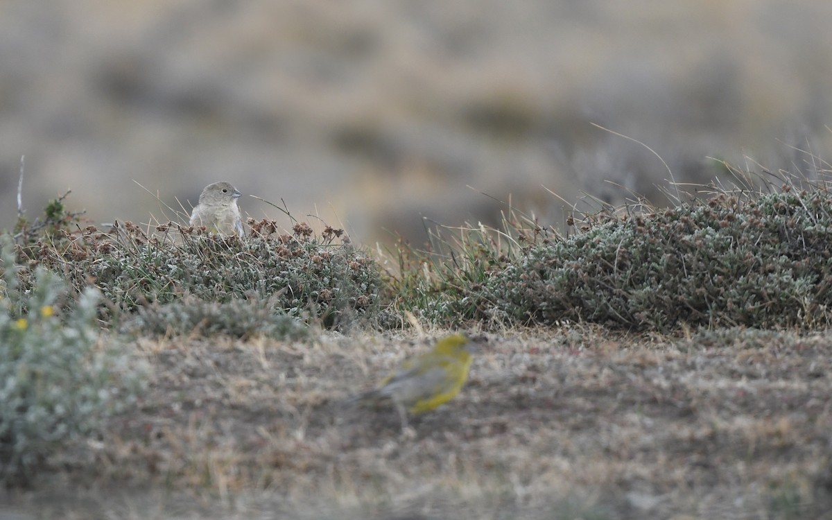 Patagonian Yellow-Finch - ML619482007