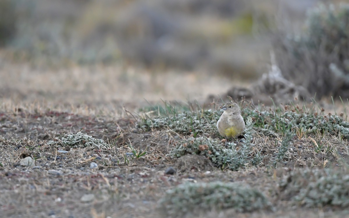 Patagonian Yellow-Finch - ML619482009
