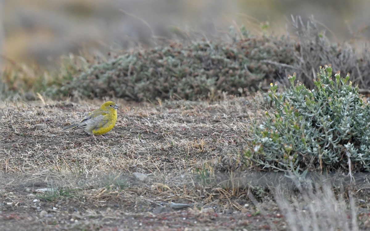 Patagonian Yellow-Finch - ML619482010