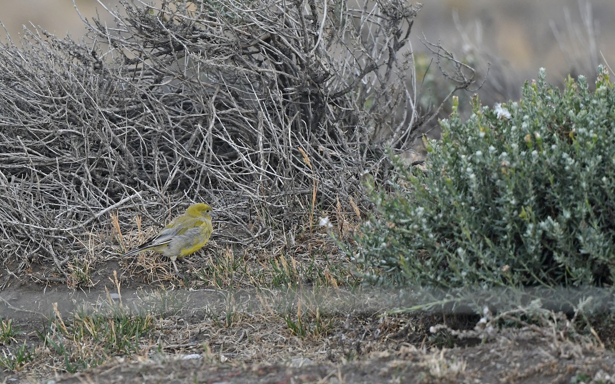 Patagonian Yellow-Finch - ML619482011
