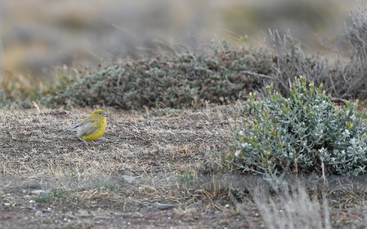 Patagonian Yellow-Finch - ML619482012