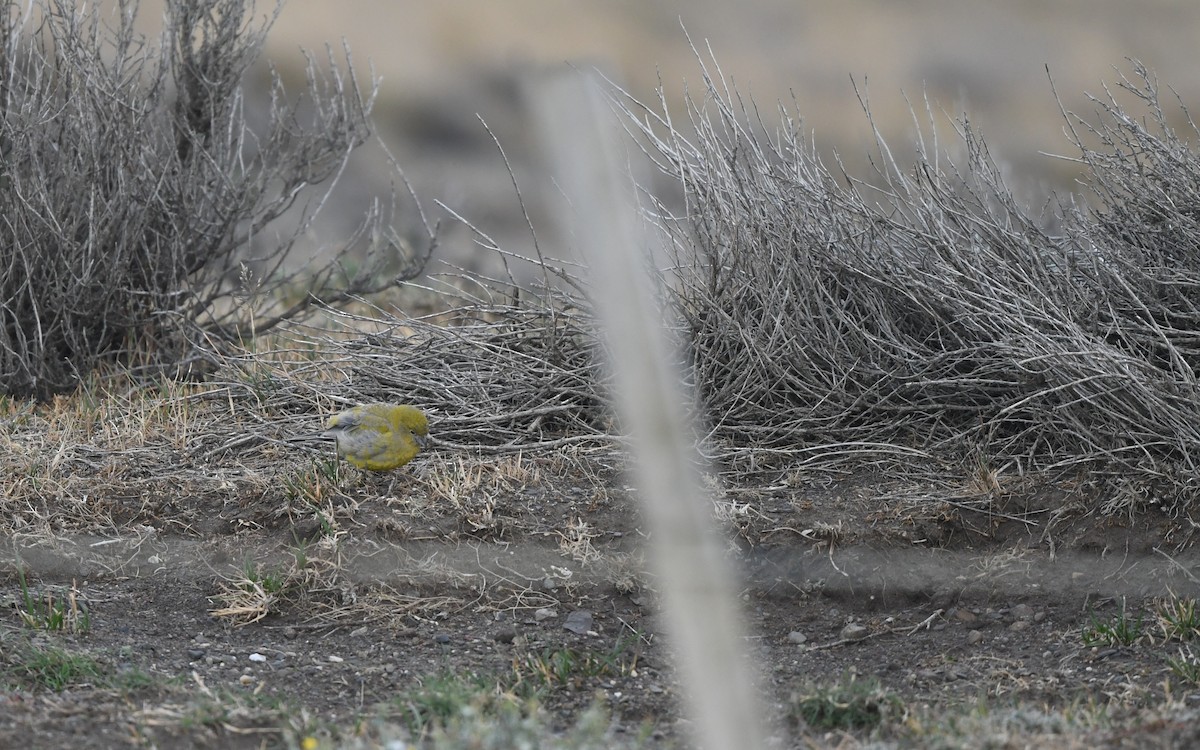Patagonian Yellow-Finch - ML619482013