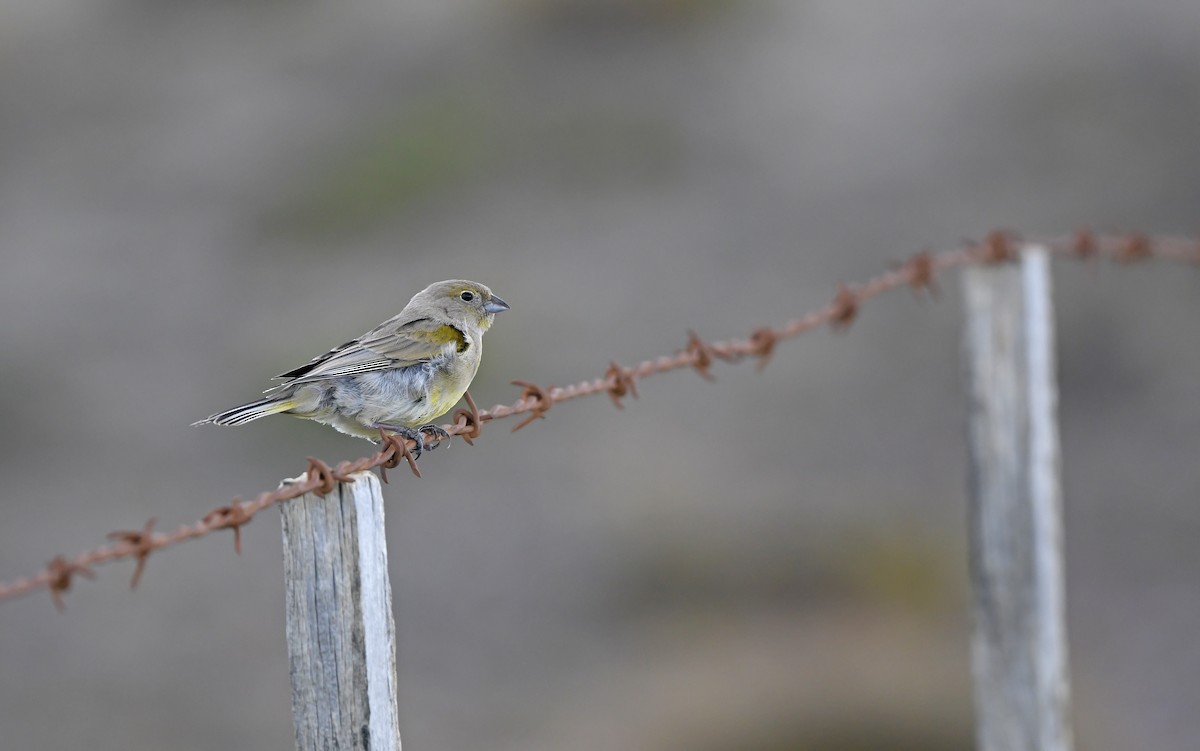 Patagonian Yellow-Finch - ML619482018