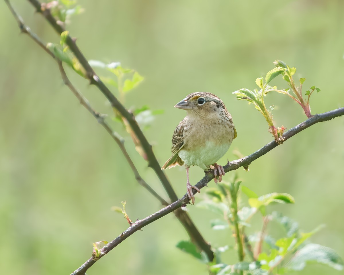 Grasshopper Sparrow - ML619482024