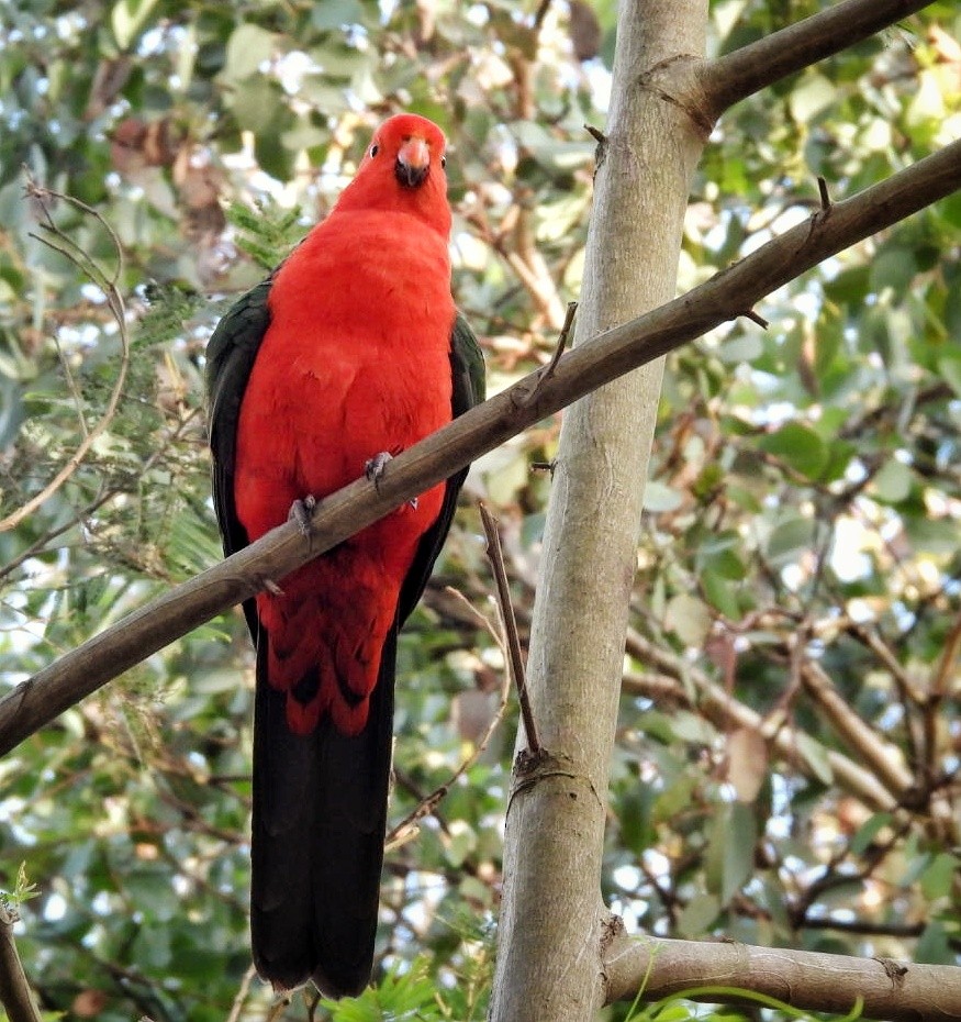 Australian King-Parrot - ML619482091