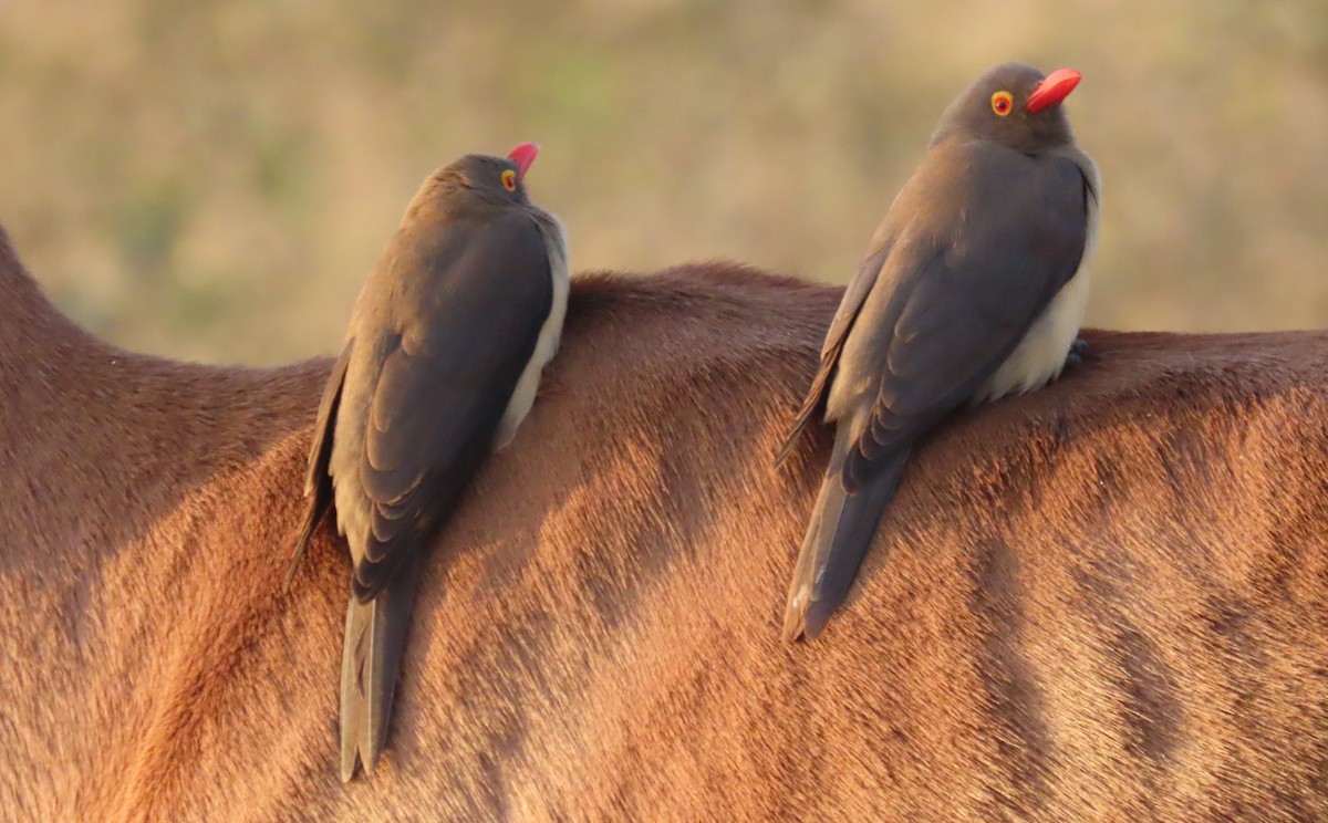 Red-billed Oxpecker - ML619482112