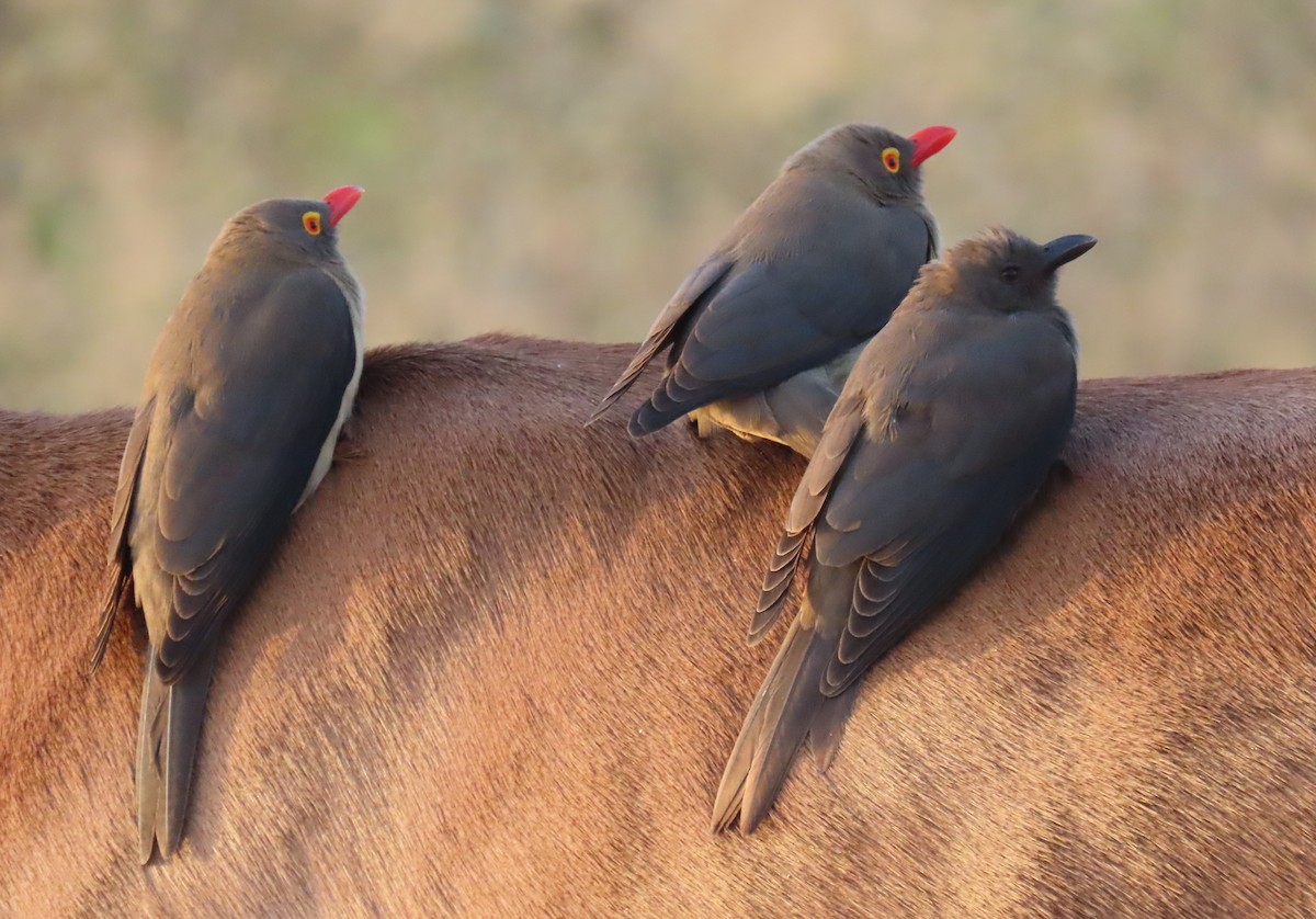 Red-billed Oxpecker - ML619482116