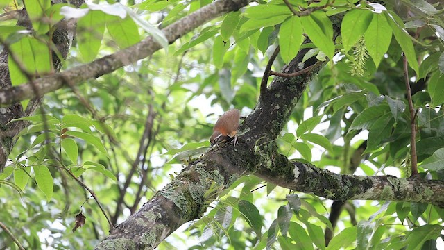 Lesser Necklaced Laughingthrush - ML619482161