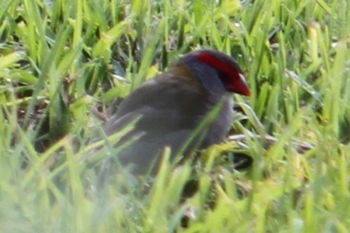 Red-browed Firetail - ML619482267