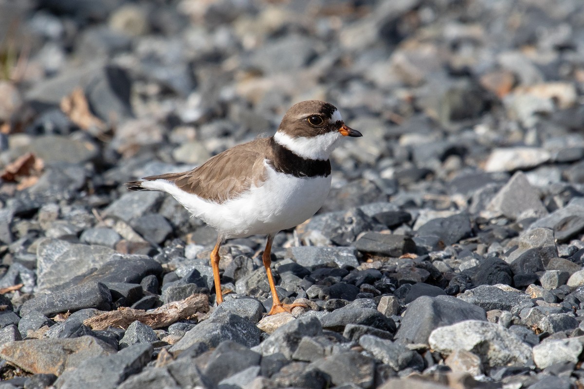 Semipalmated Plover - ML619482285