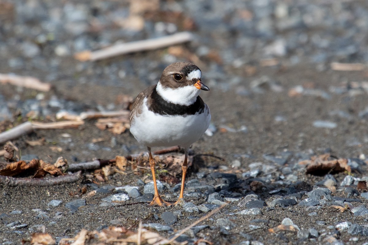 Semipalmated Plover - ML619482286