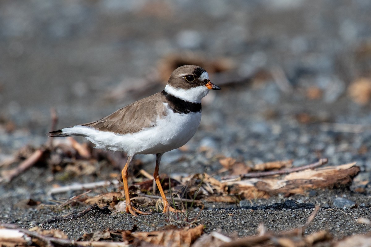 Semipalmated Plover - ML619482287