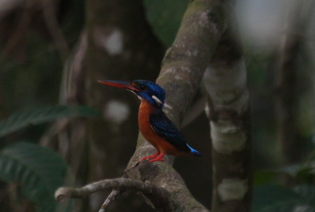 Blue-eared Kingfisher - ML619482294
