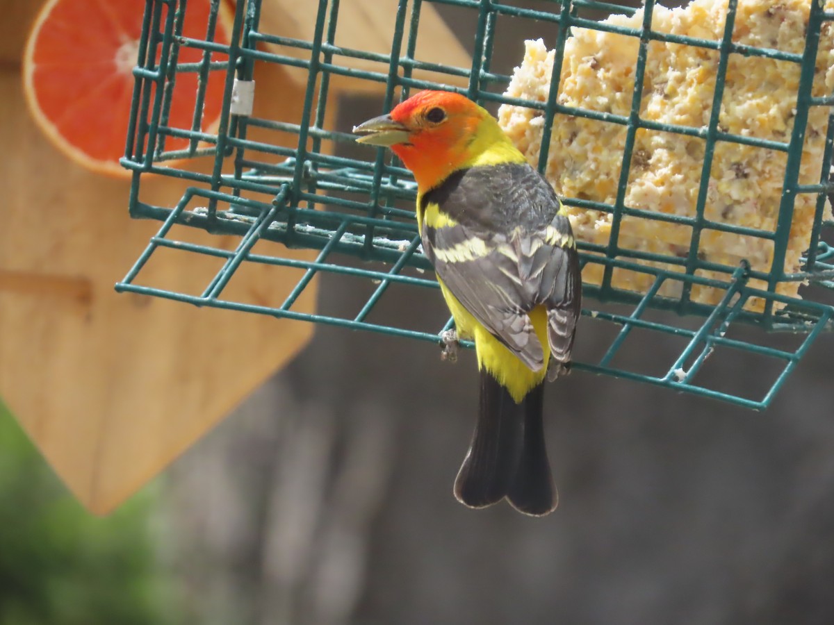 Western Tanager - ML619482308