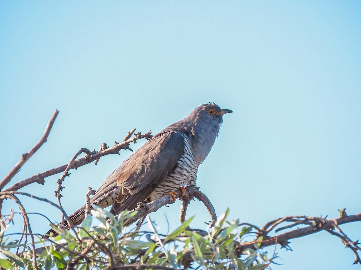 Common Cuckoo - ML619482315