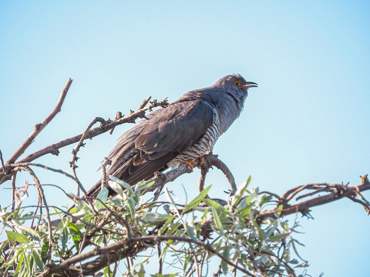 Common Cuckoo - ML619482316
