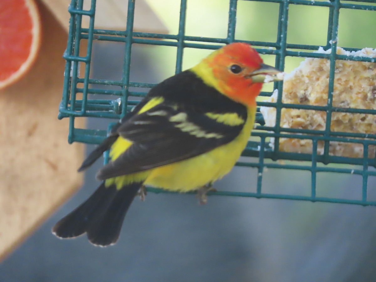 Western Tanager - ML619482353