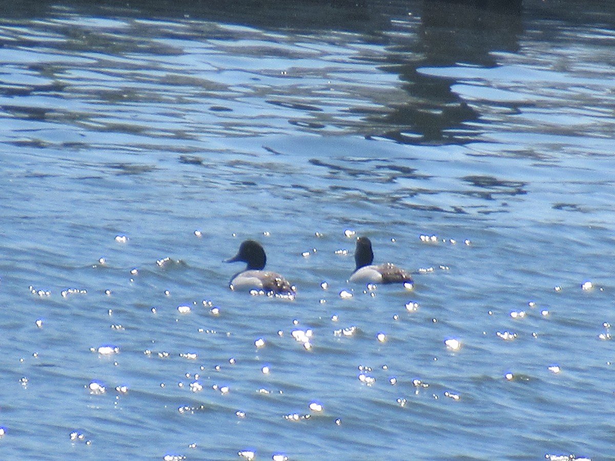 Greater Scaup - ML619482375