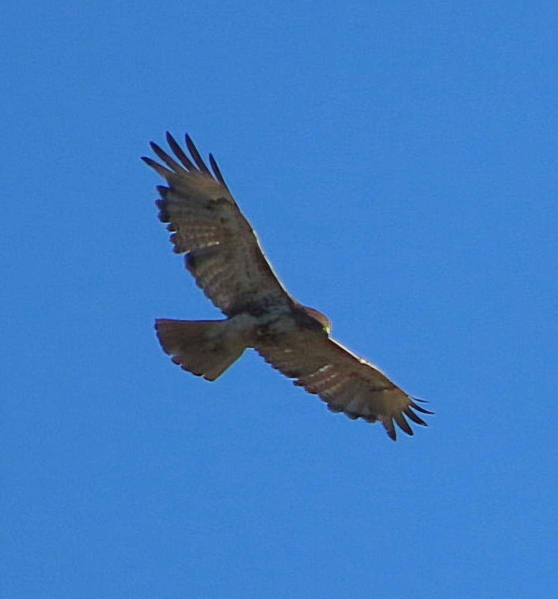 Red-tailed Hawk - ML619482417