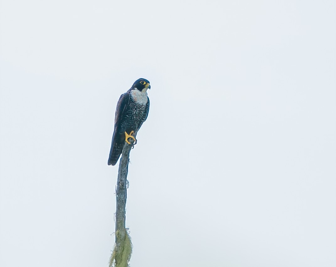 Peregrine Falcon (Indo-Pacific) - ML619482444