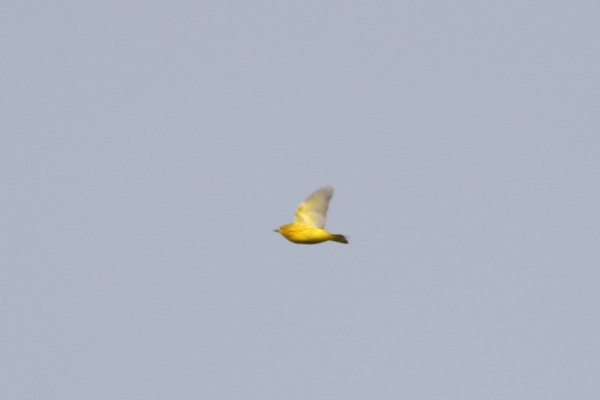 Yellow Warbler (Northern) - ML619482534