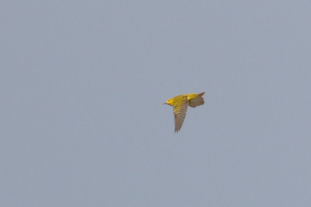 Paruline jaune (groupe aestiva) - ML619482538