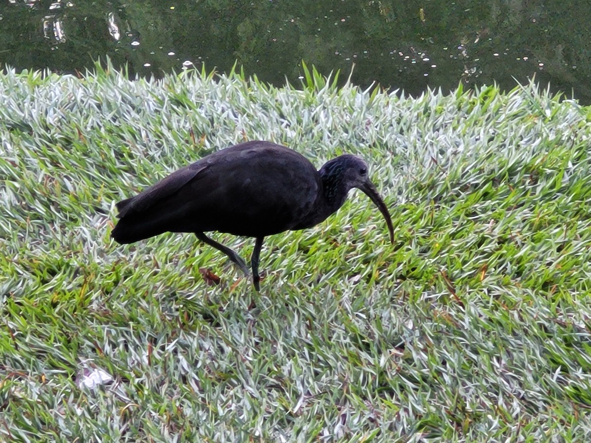 ibis zelený - ML619482552