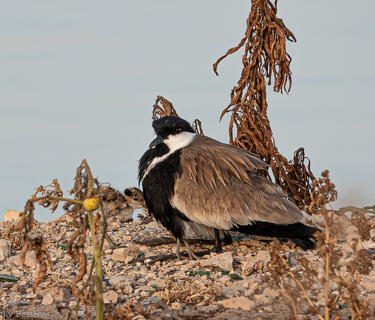 Spur-winged Lapwing - ML619482573
