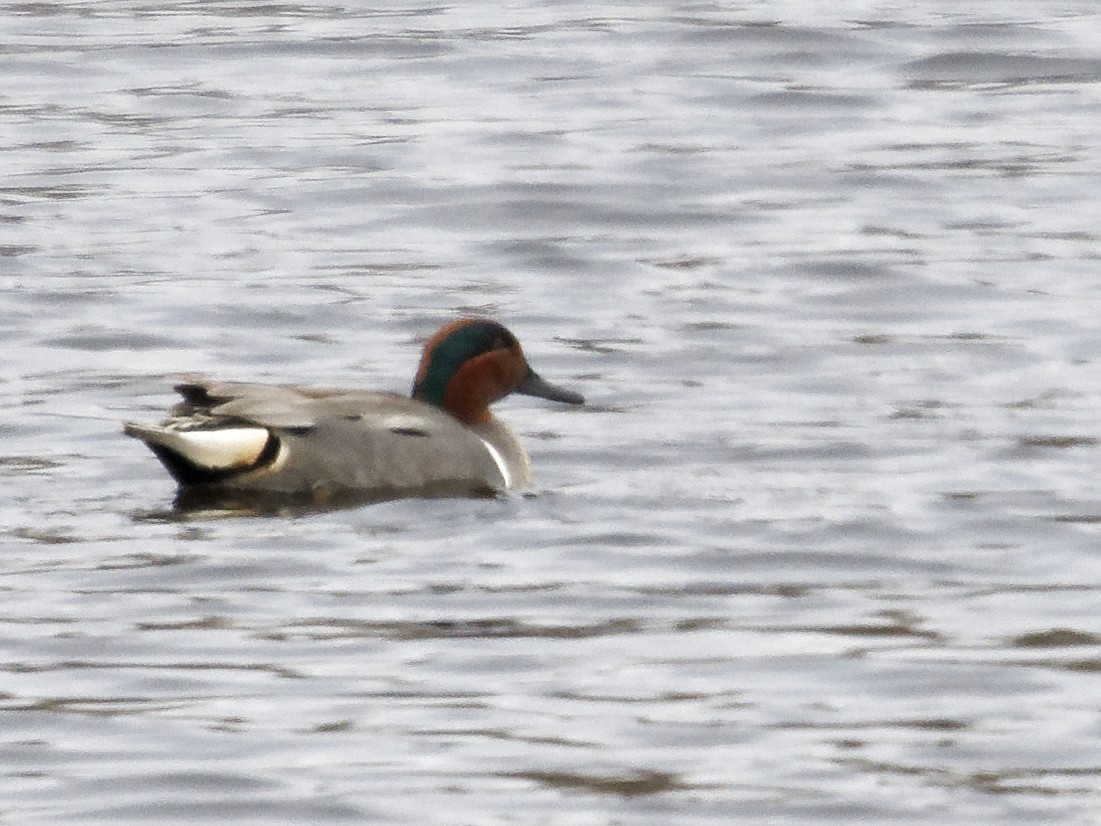 Green-winged Teal - ML619482620