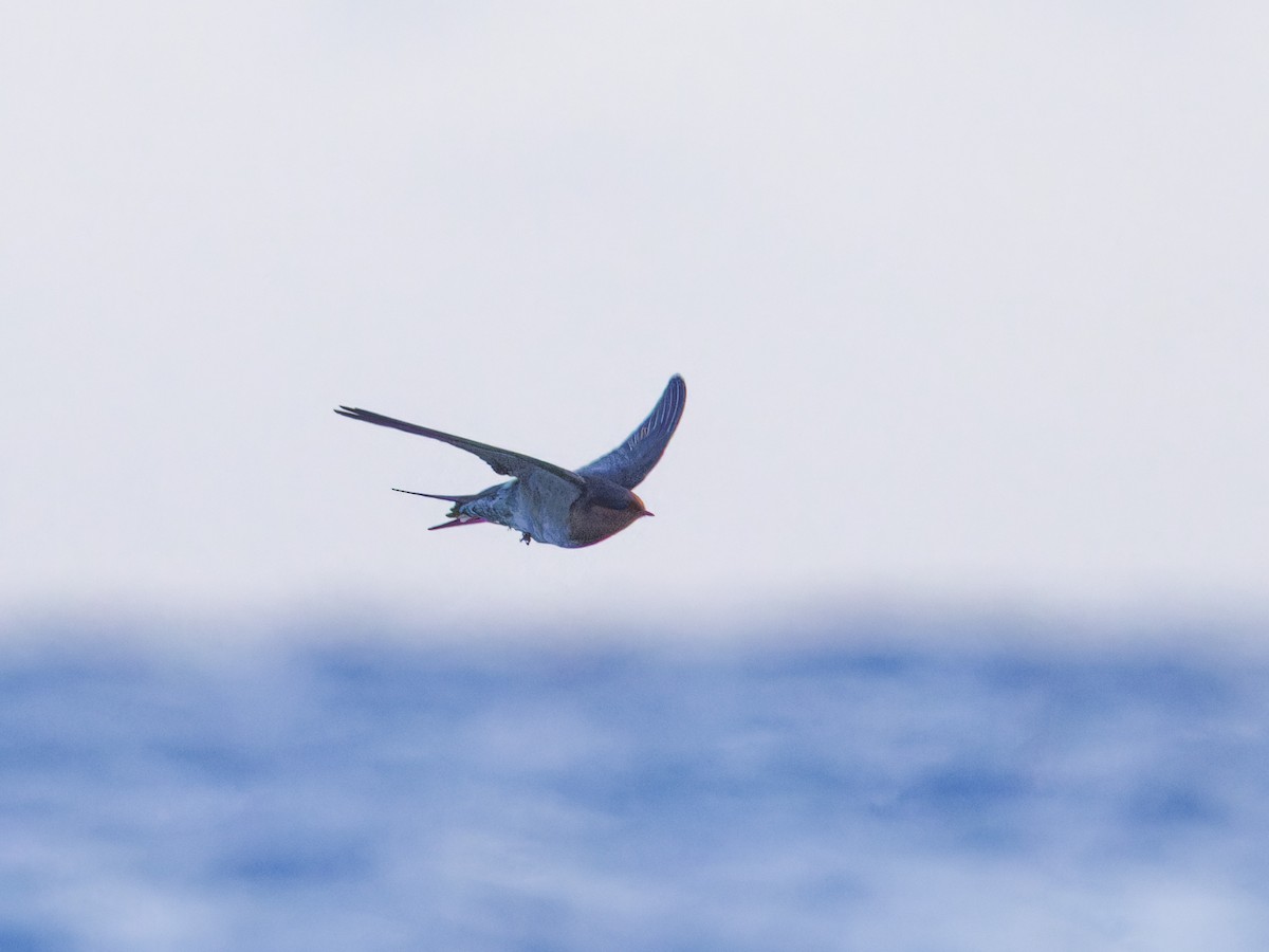 Pacific Swallow - ML619482640
