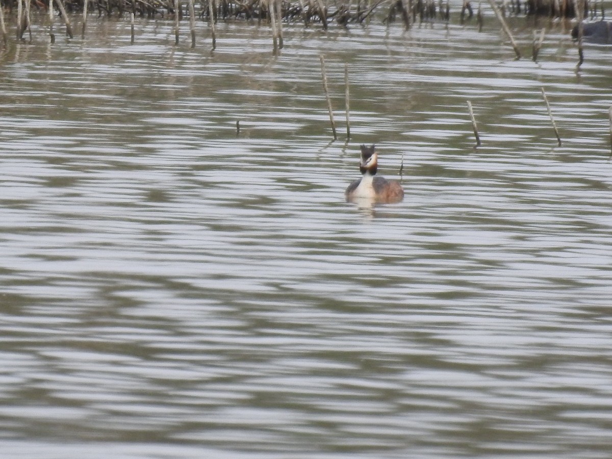 Great Crested Grebe - ML619482647