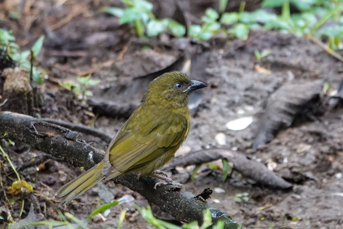 Ochre-breasted Tanager - ML619482674