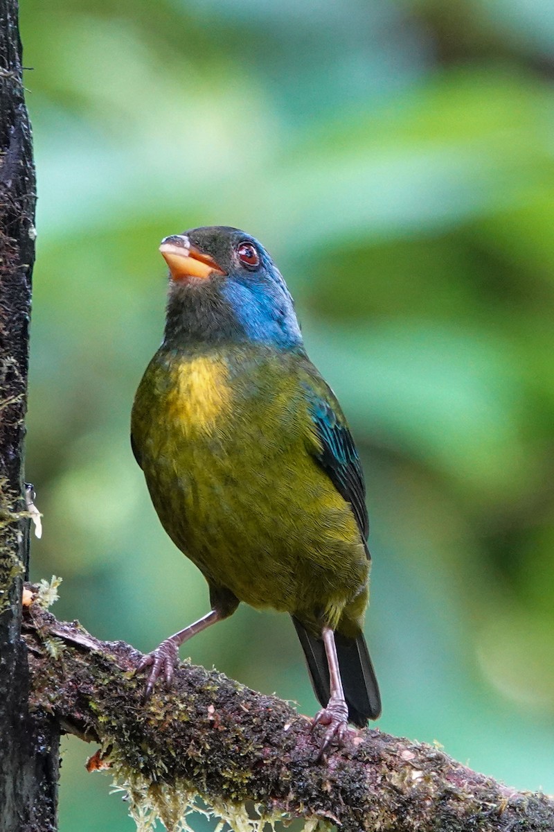 Moss-backed Tanager - ML619482680