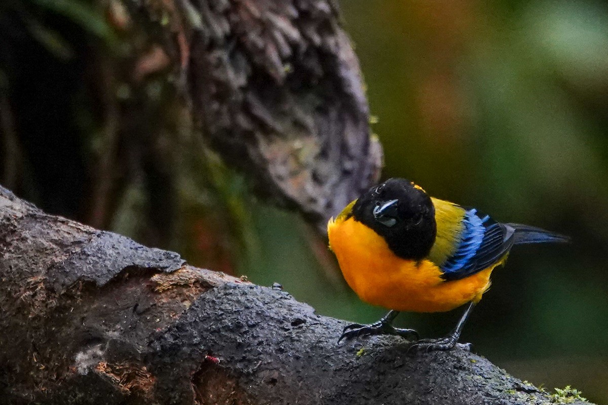 Black-chinned Mountain Tanager - ML619482709