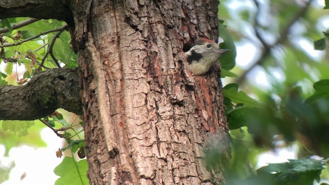 Middle Spotted Woodpecker - ML619482776