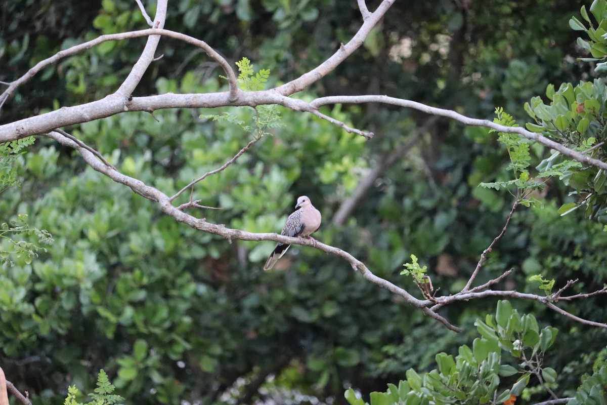 Spotted Dove - ML619482860
