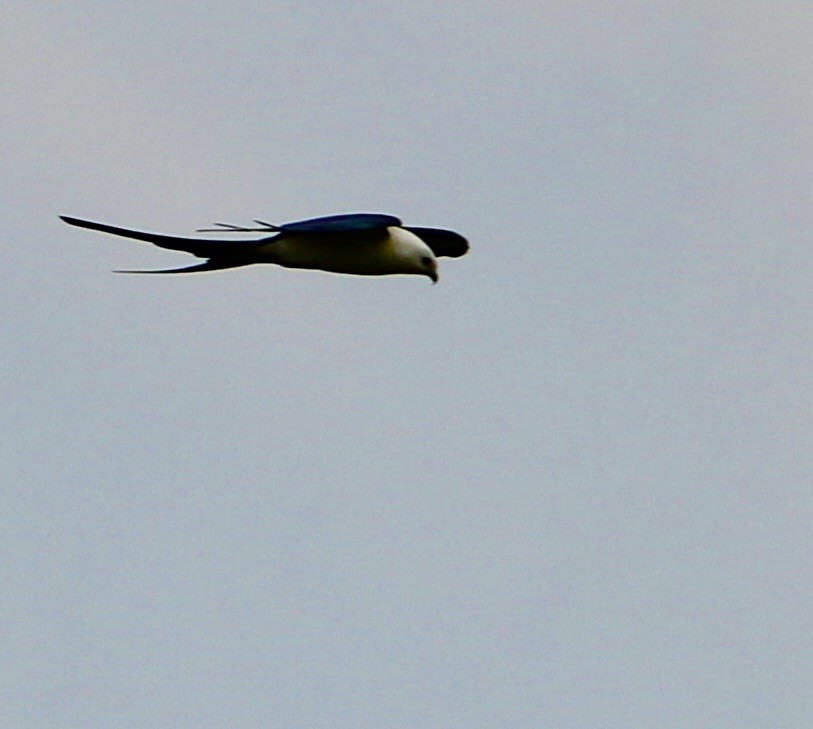 Swallow-tailed Kite - ML619482888