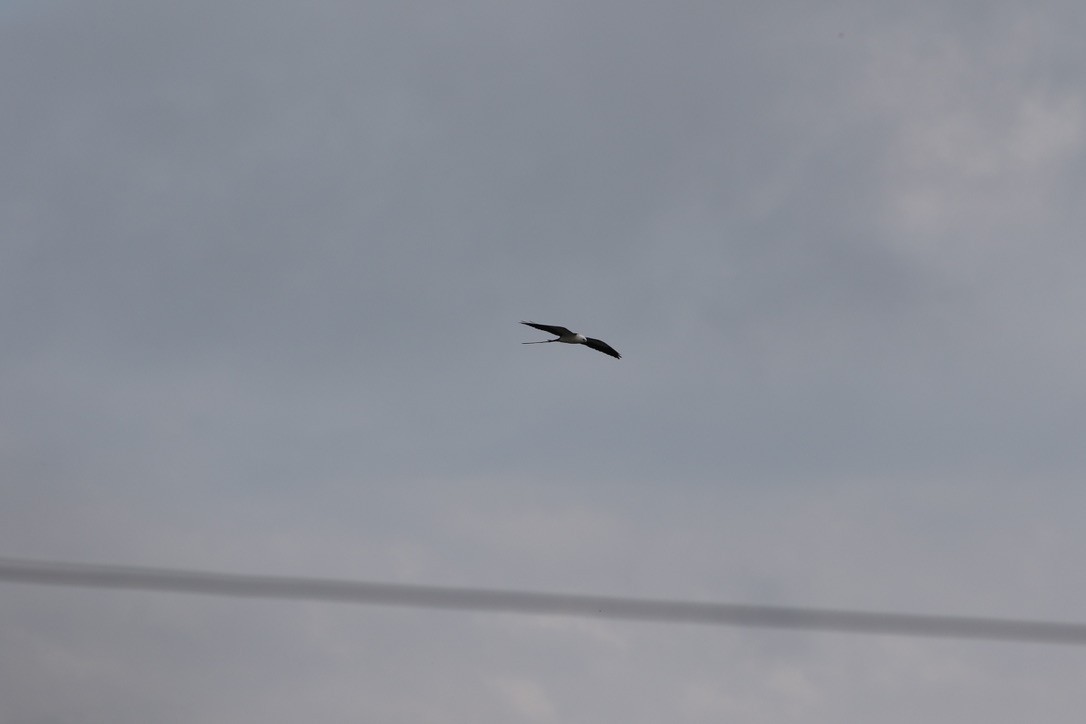 Swallow-tailed Kite - ML619482891