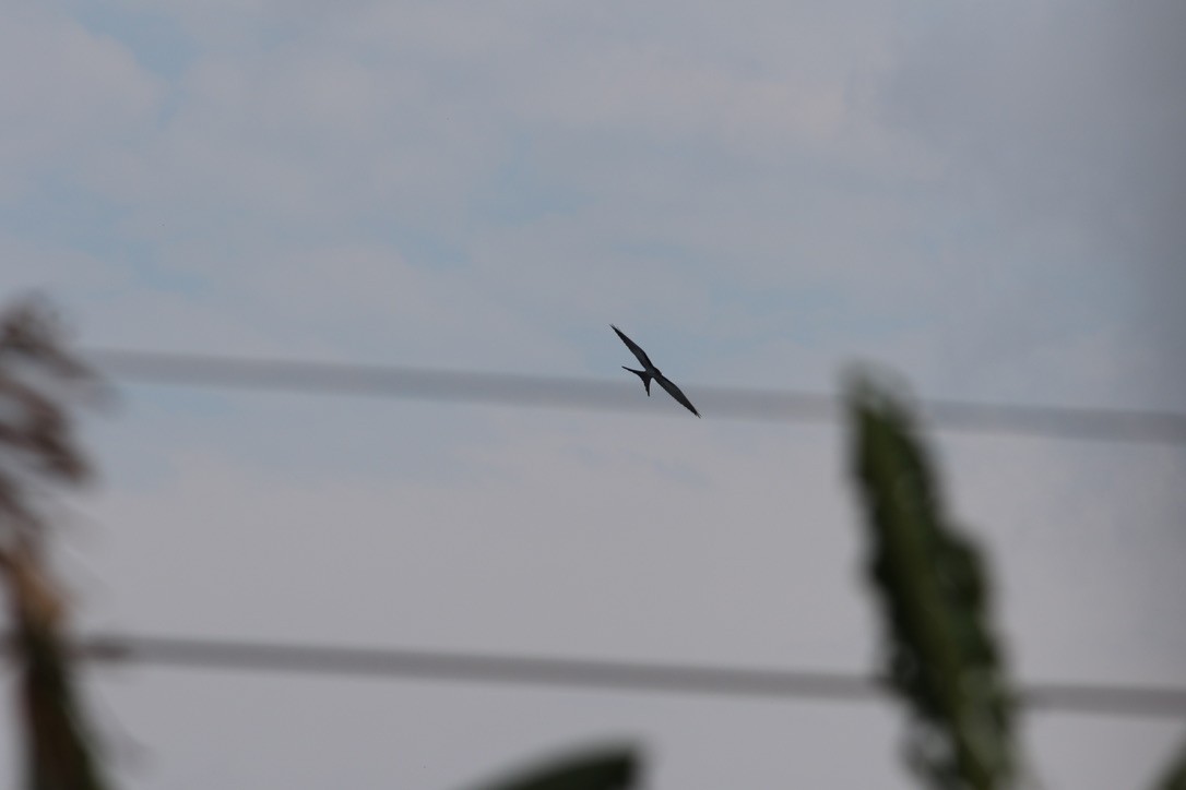 Swallow-tailed Kite - ML619482893