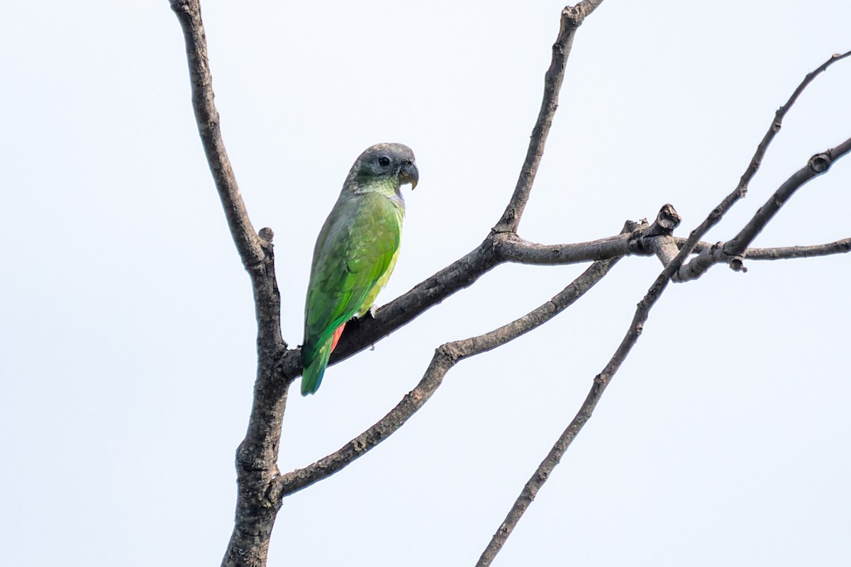 Scaly-headed Parrot - ML619482905