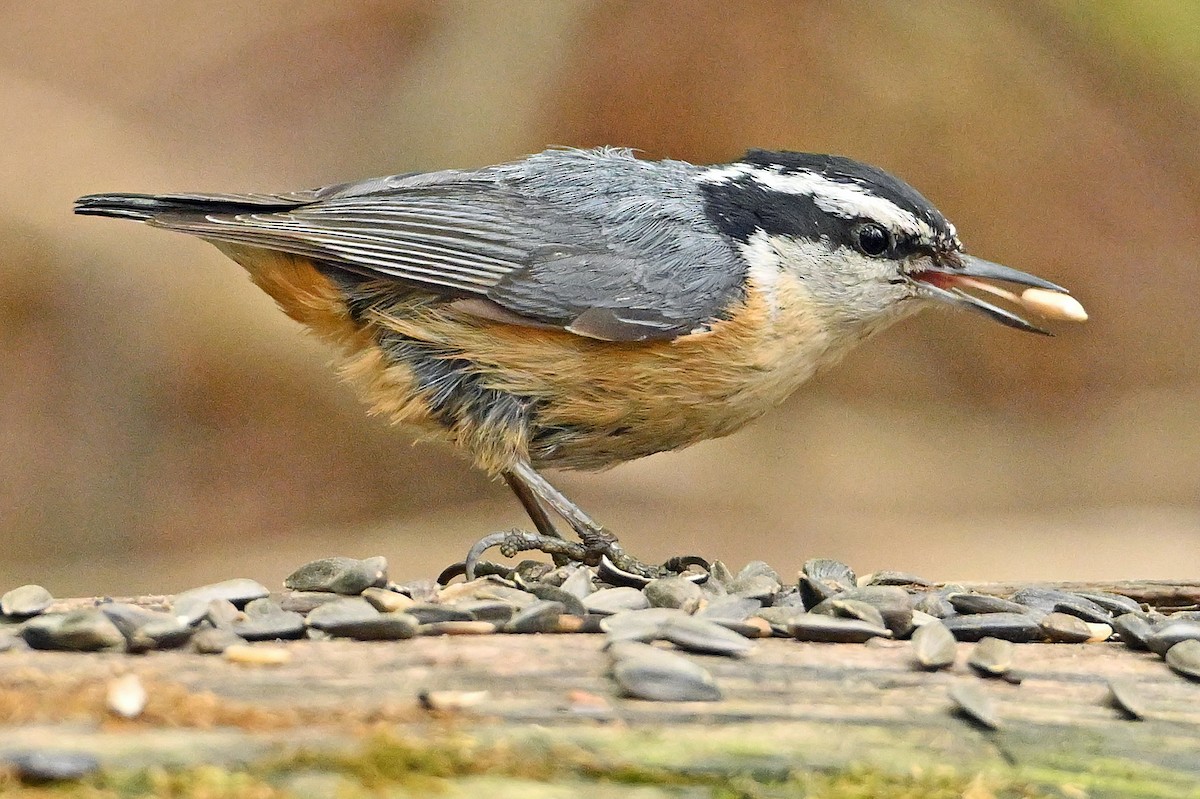 Red-breasted Nuthatch - ML619482912