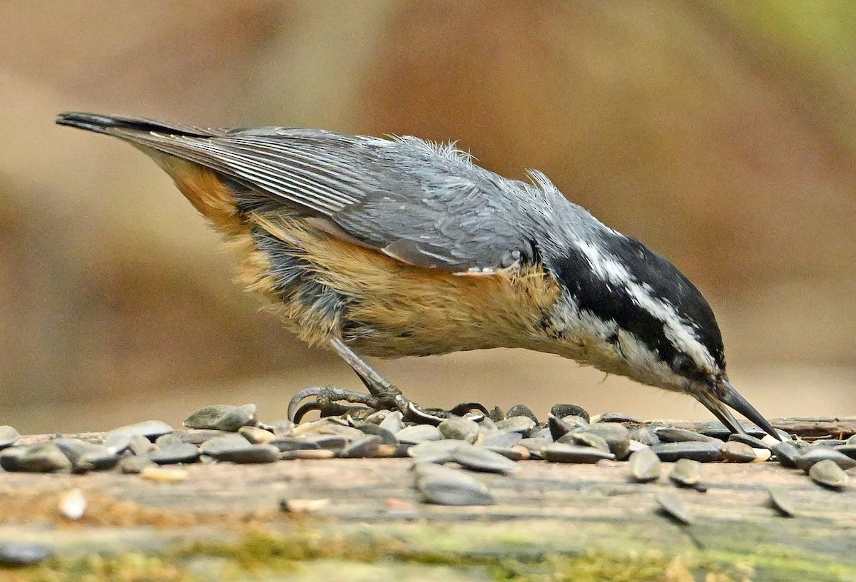 Red-breasted Nuthatch - ML619482913