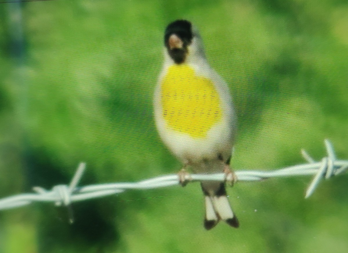 Lawrence's Goldfinch - ML619482999